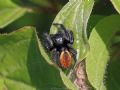Carrhotus xanthogramma